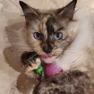 Meet your Posher, Mae